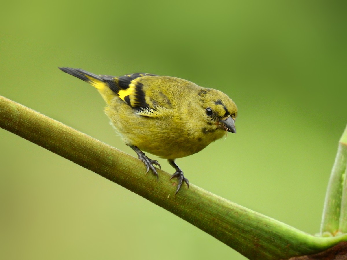 Olivaceous Siskin - Esteban Poveda