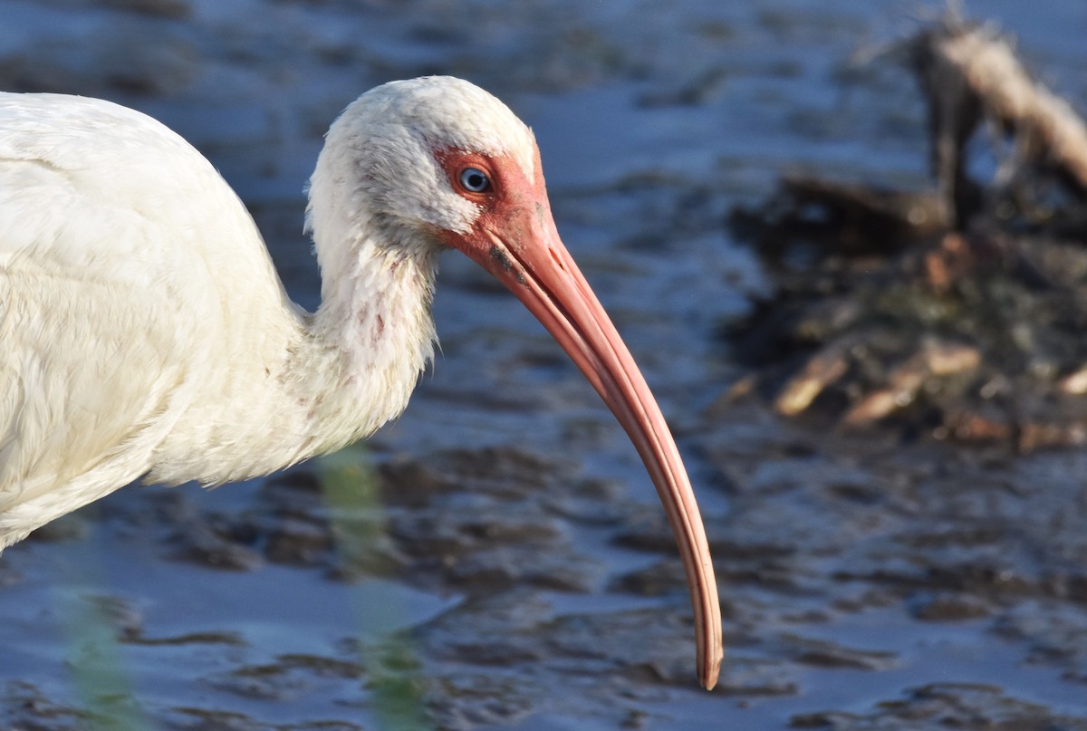 White Ibis - ML60123291