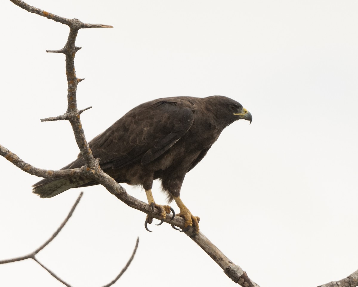 Galapagos Hawk - ML601233881