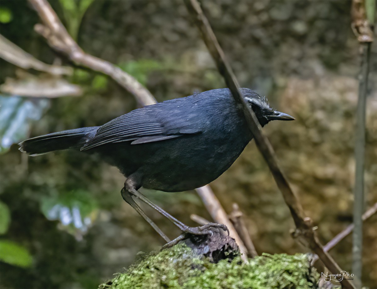 Himalayan Shortwing - Nguyen Pho