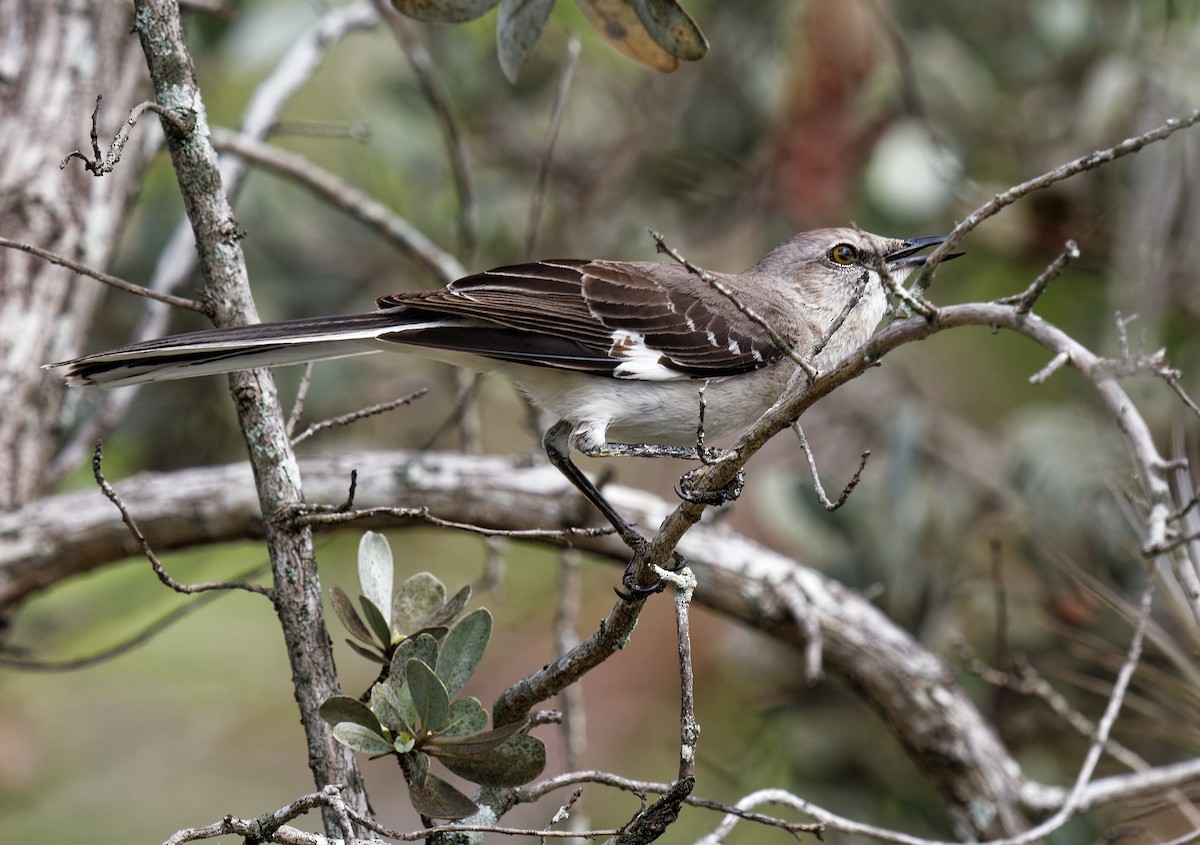 Northern Mockingbird - ML601234051