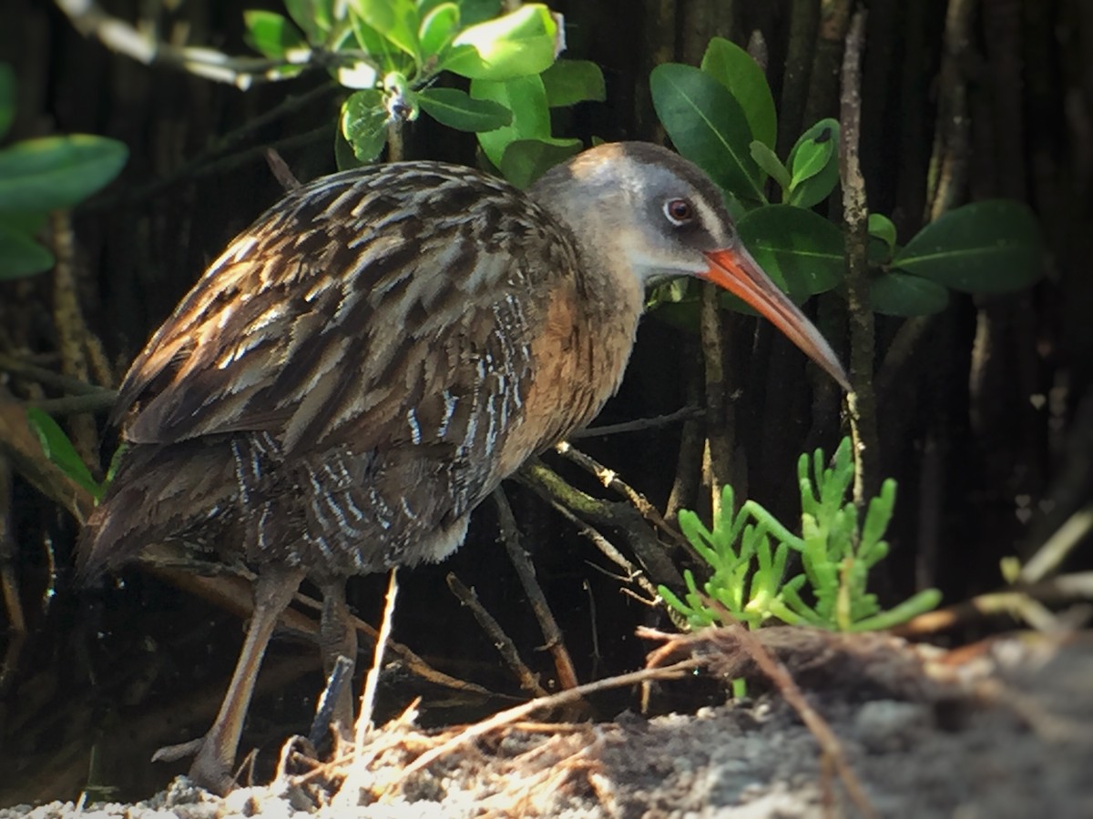 Clapper Rail (Gulf Coast) - ML60123411