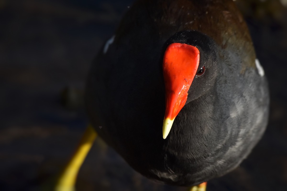 Common Gallinule - Marky Mutchler