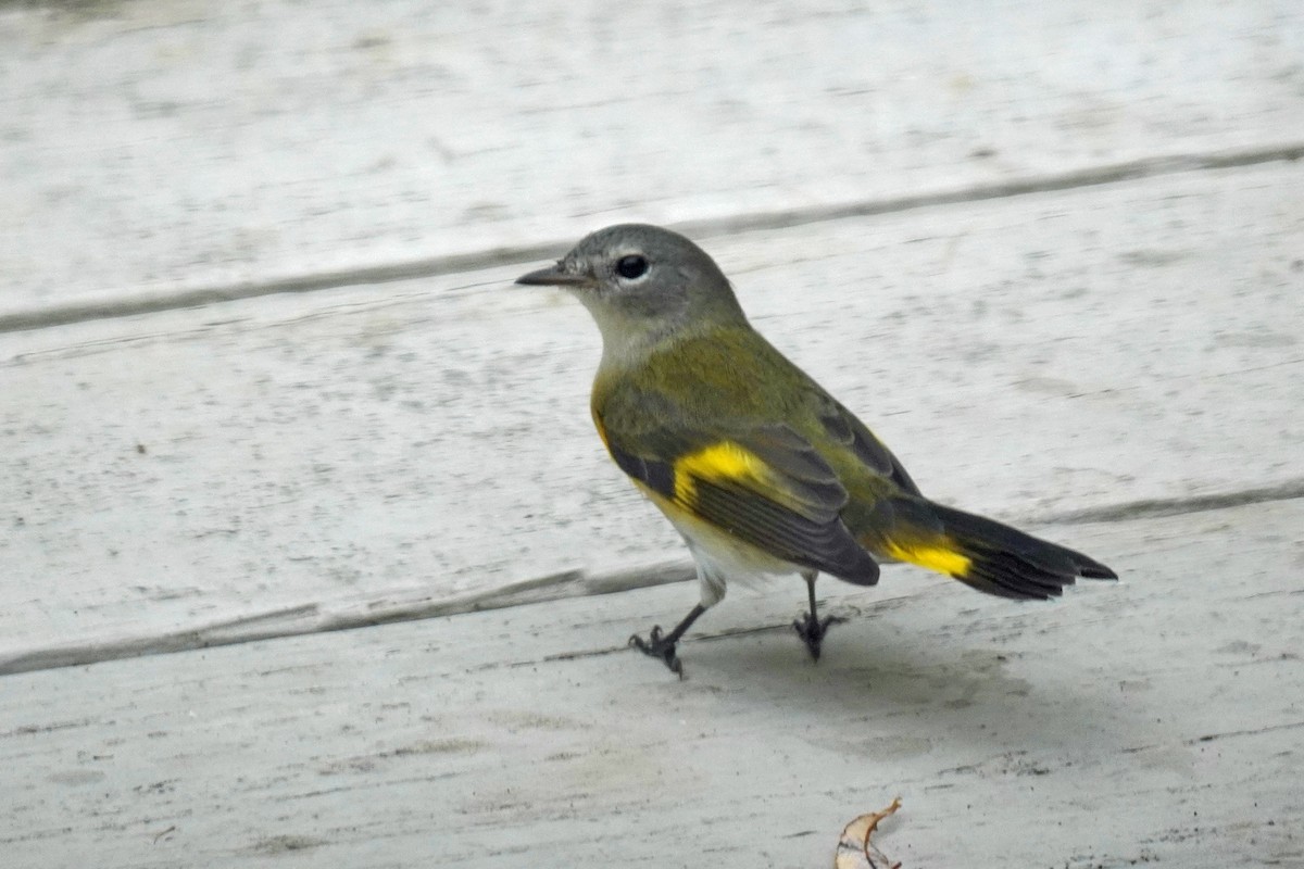 American Redstart - ML601234261