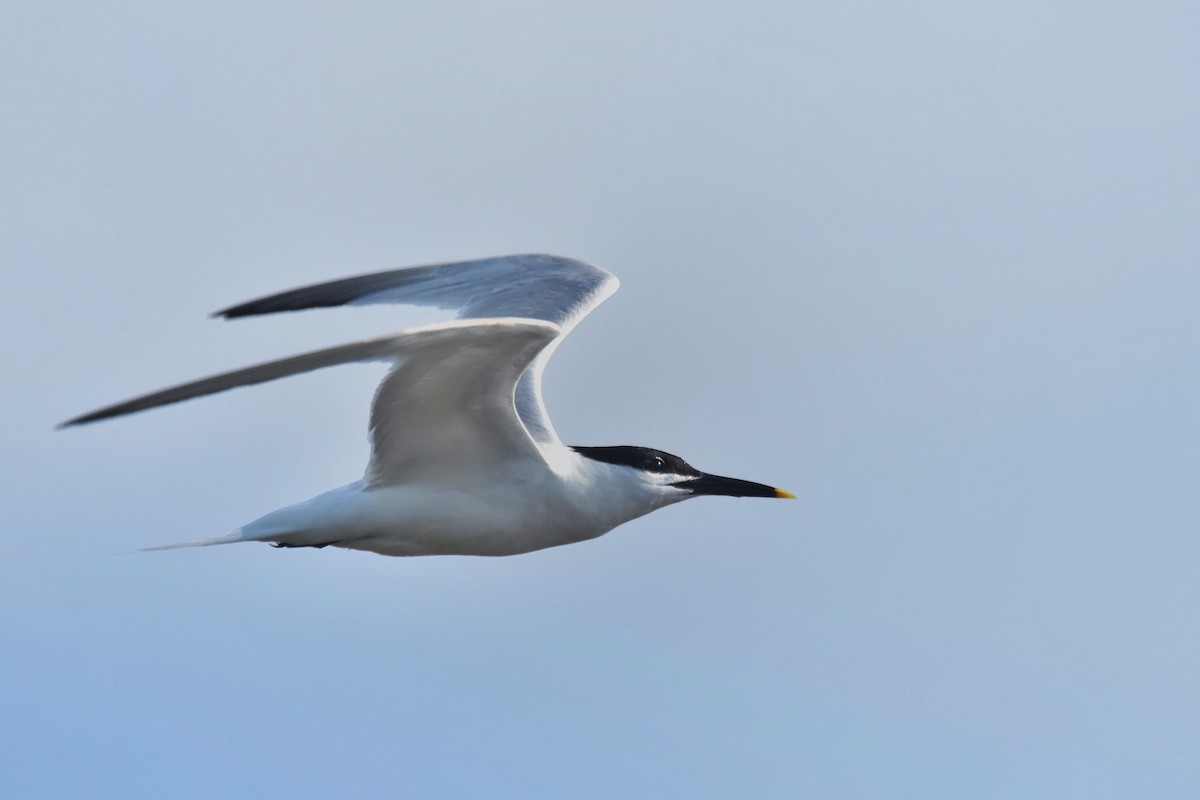 Sandwich Tern - Marky Mutchler