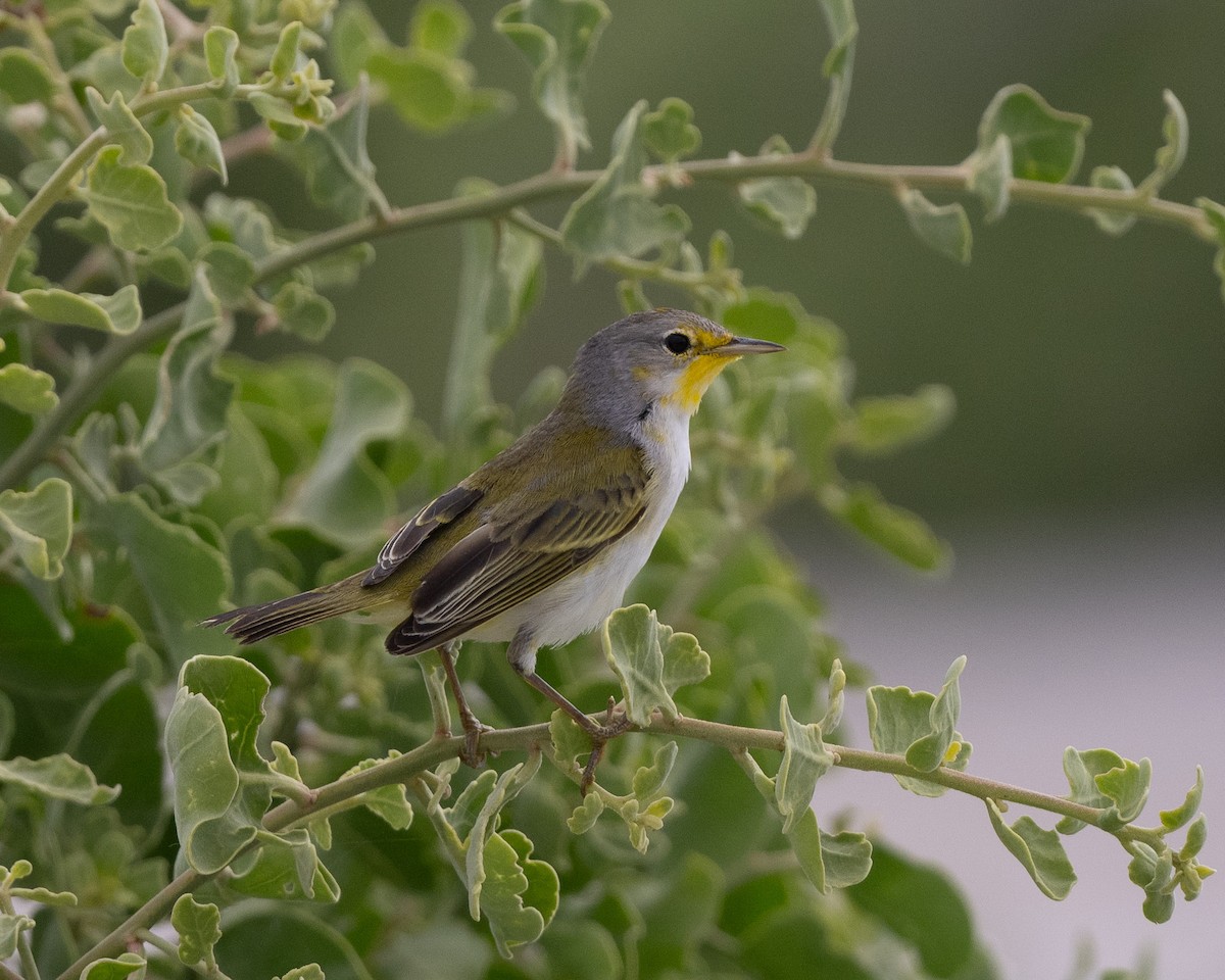 Yellow Warbler (Galapagos) - Anthony Kaduck