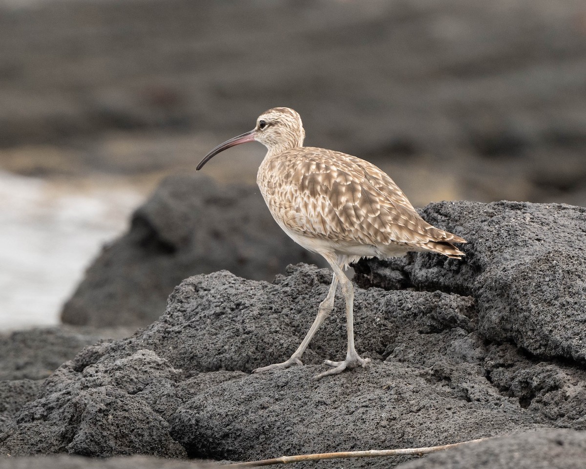 Whimbrel (Hudsonian) - Anthony Kaduck