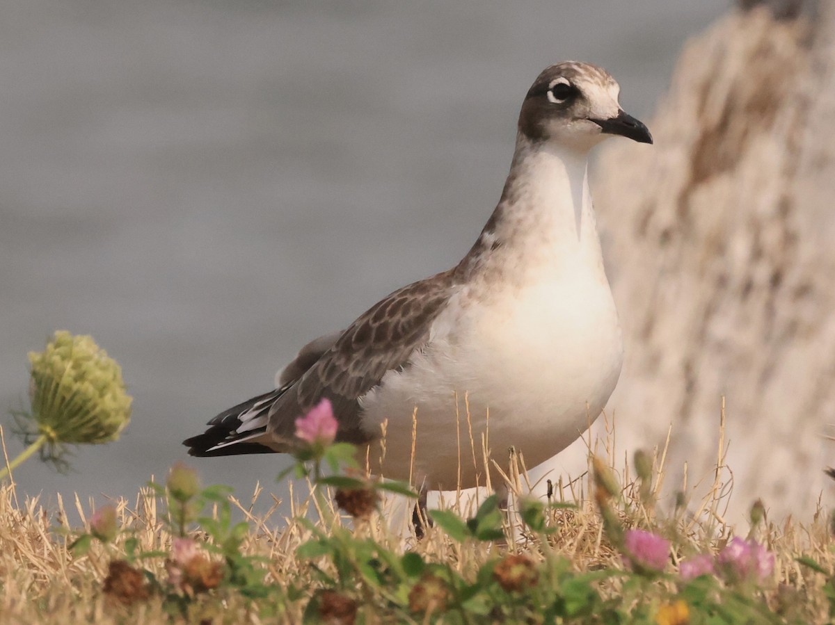 Franklin antxeta - ML601236371