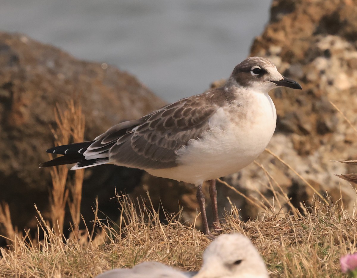 Franklin antxeta - ML601236381