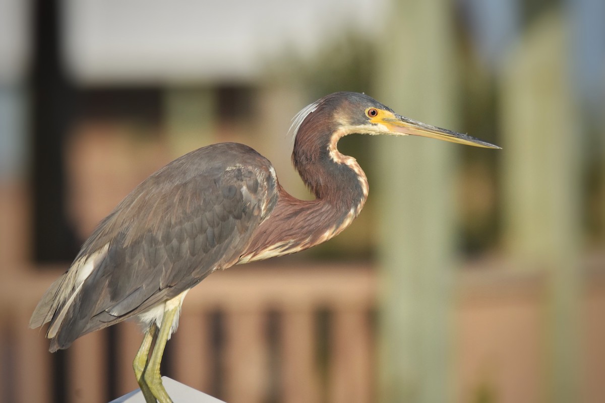 Tricolored Heron - Marky Mutchler