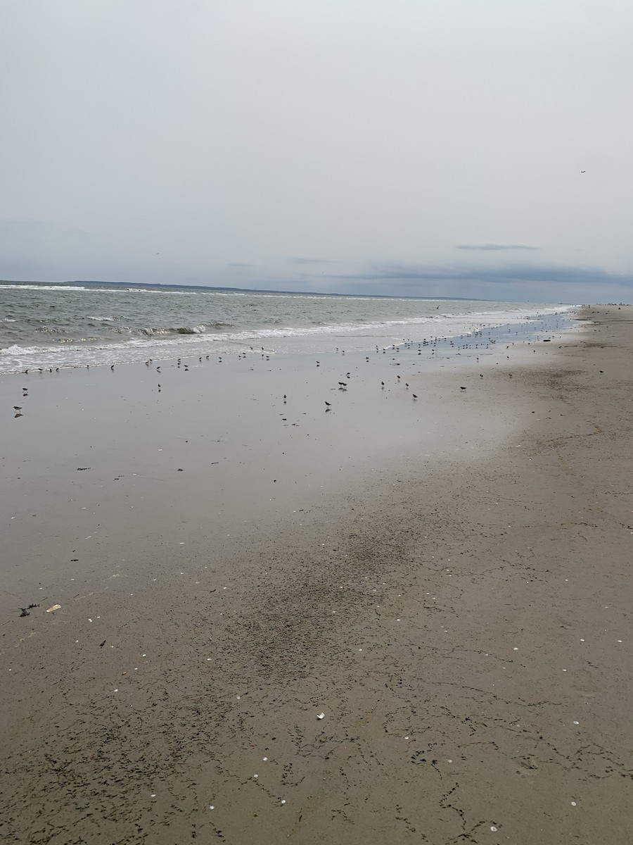 Гурвалж элсэг - ML601236821