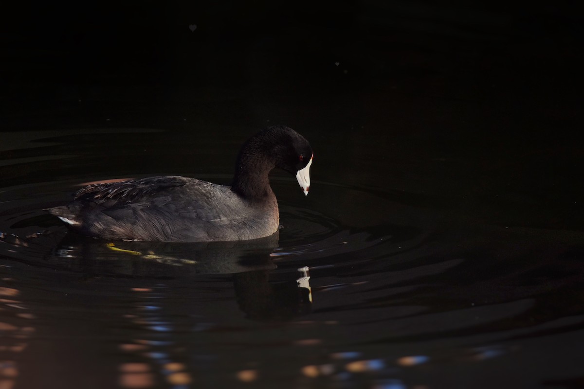 American Coot - Marky Mutchler