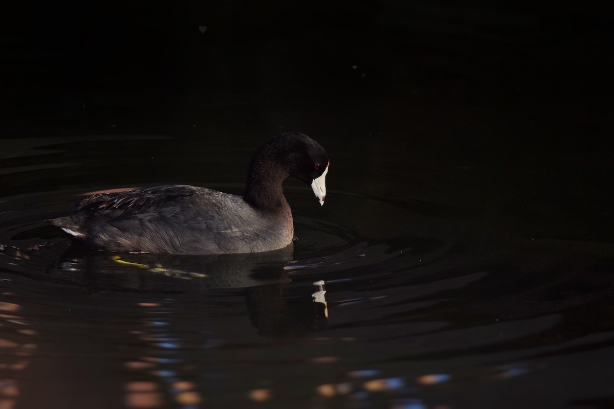 American Coot - ML60123691