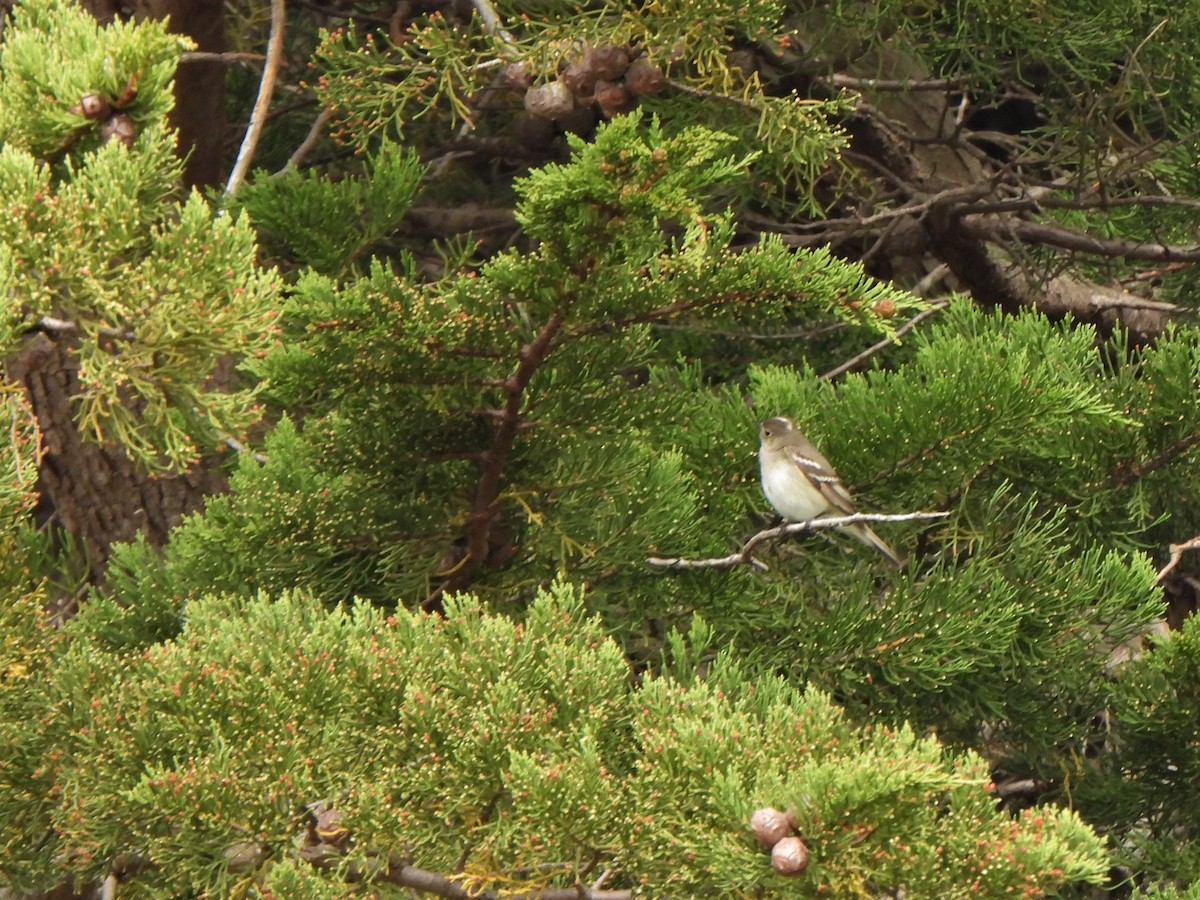 White-crested Elaenia - ML601236961