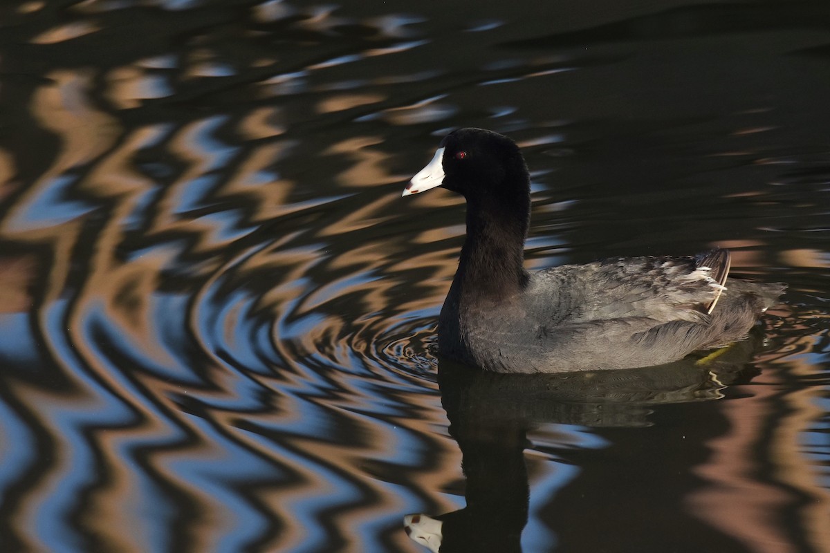 American Coot - Marky Mutchler