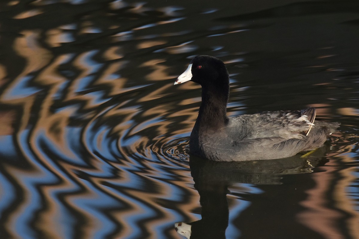 American Coot - ML60123701