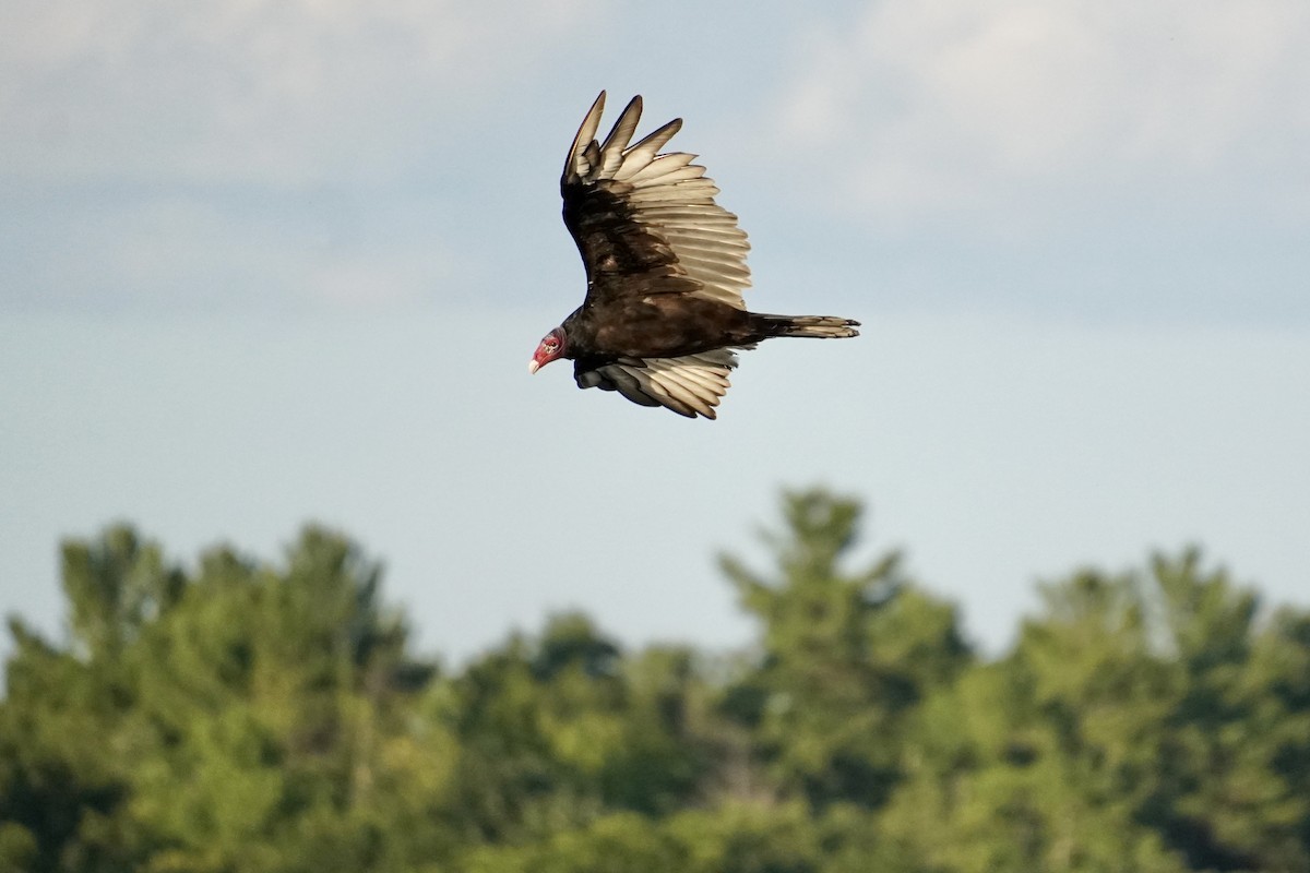 Turkey Vulture - Naven A