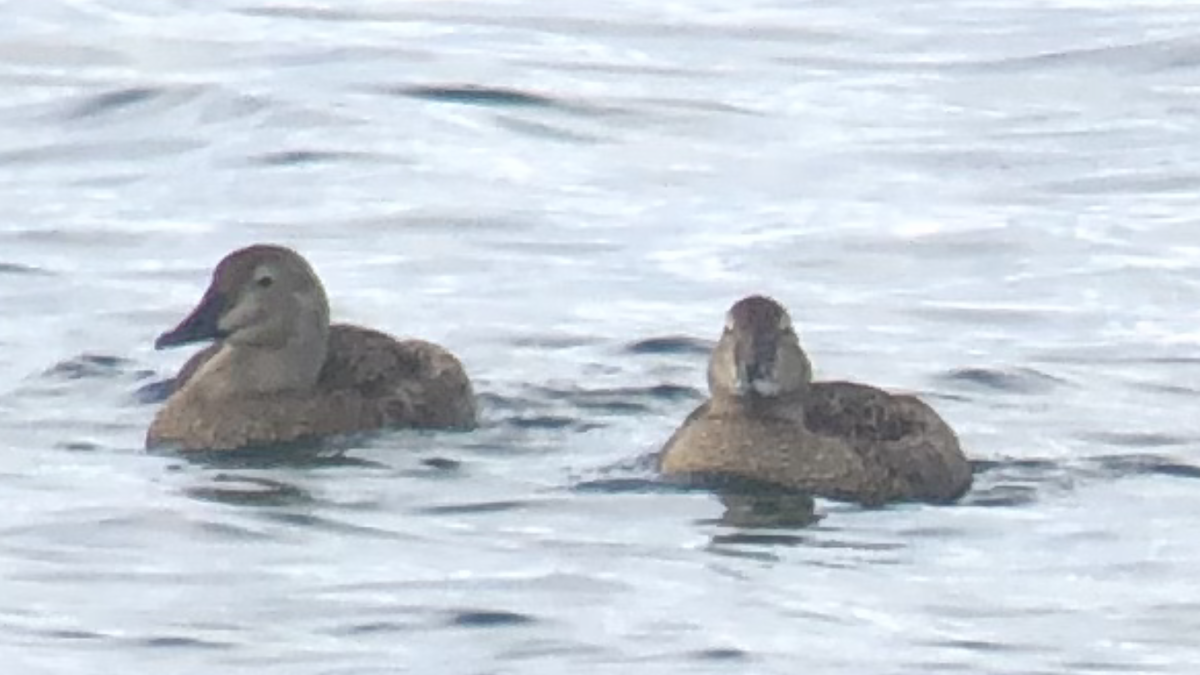 King Eider - ML601237161