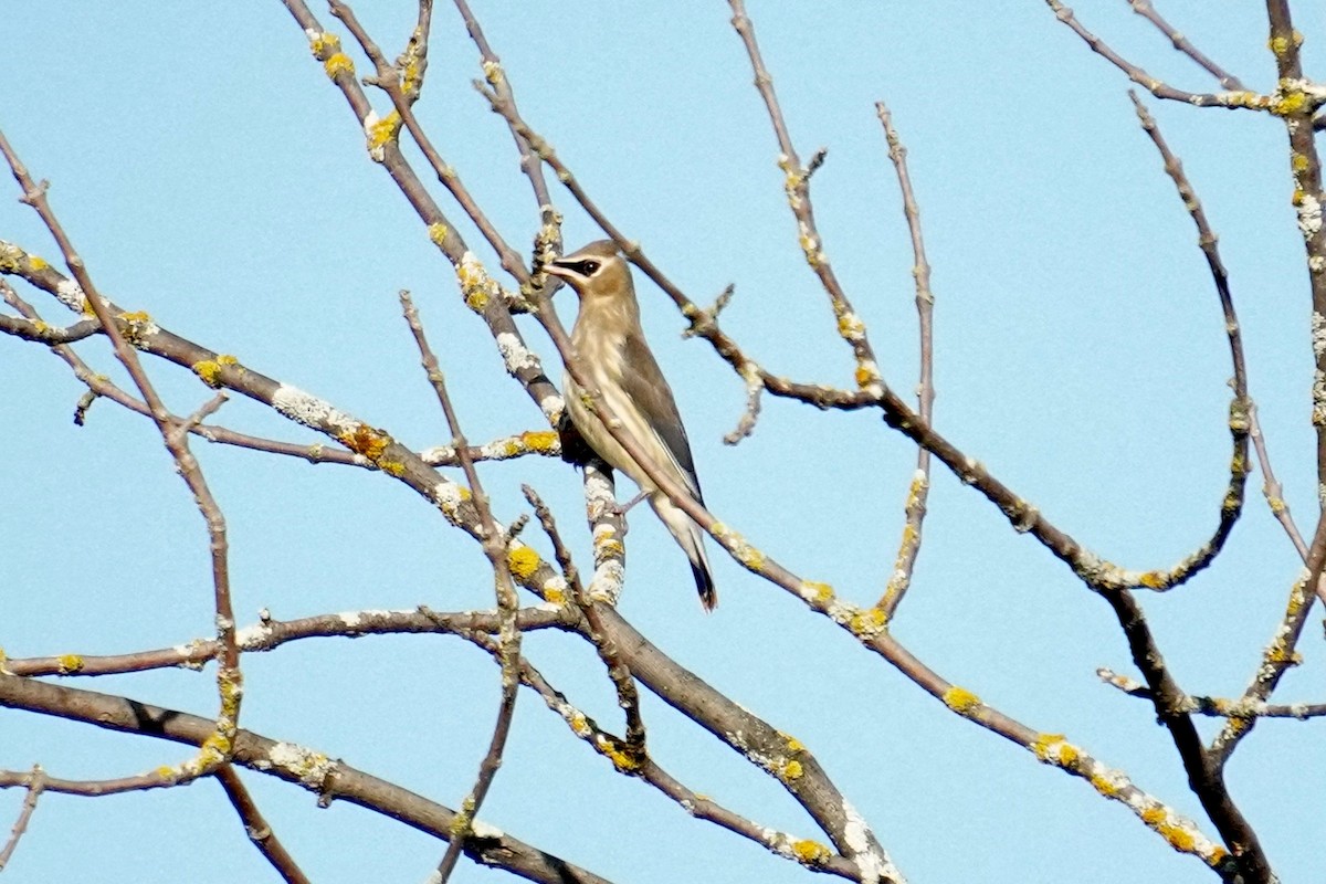 Cedar Waxwing - ML601237171