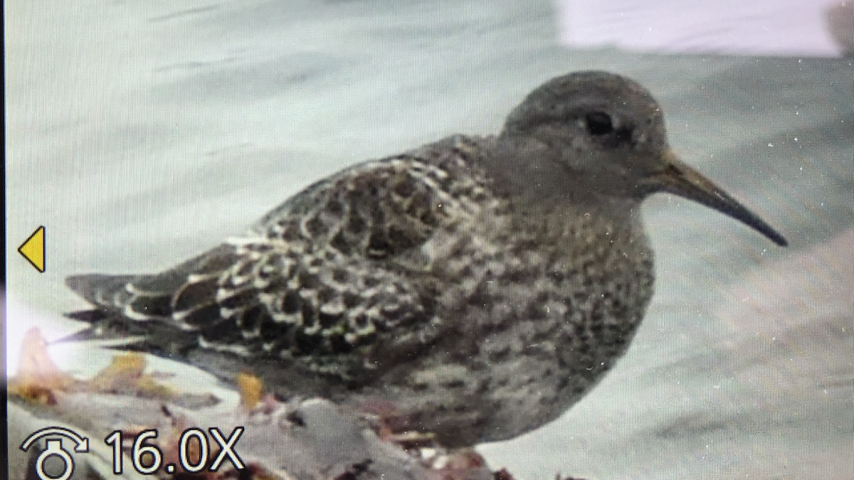 Purple Sandpiper - ML601237401