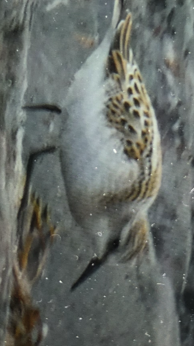 Одой элсэг - ML601237501