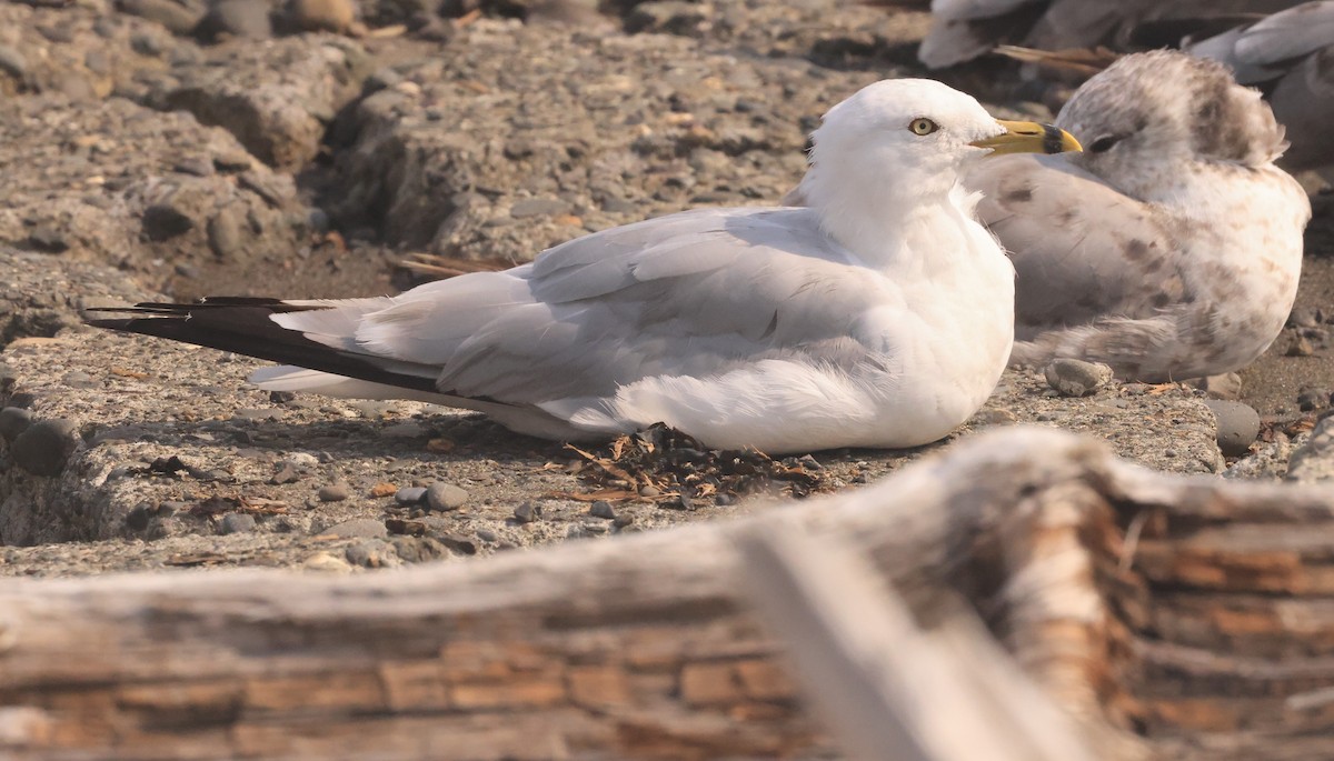 Delawareko kaioa - ML601238061