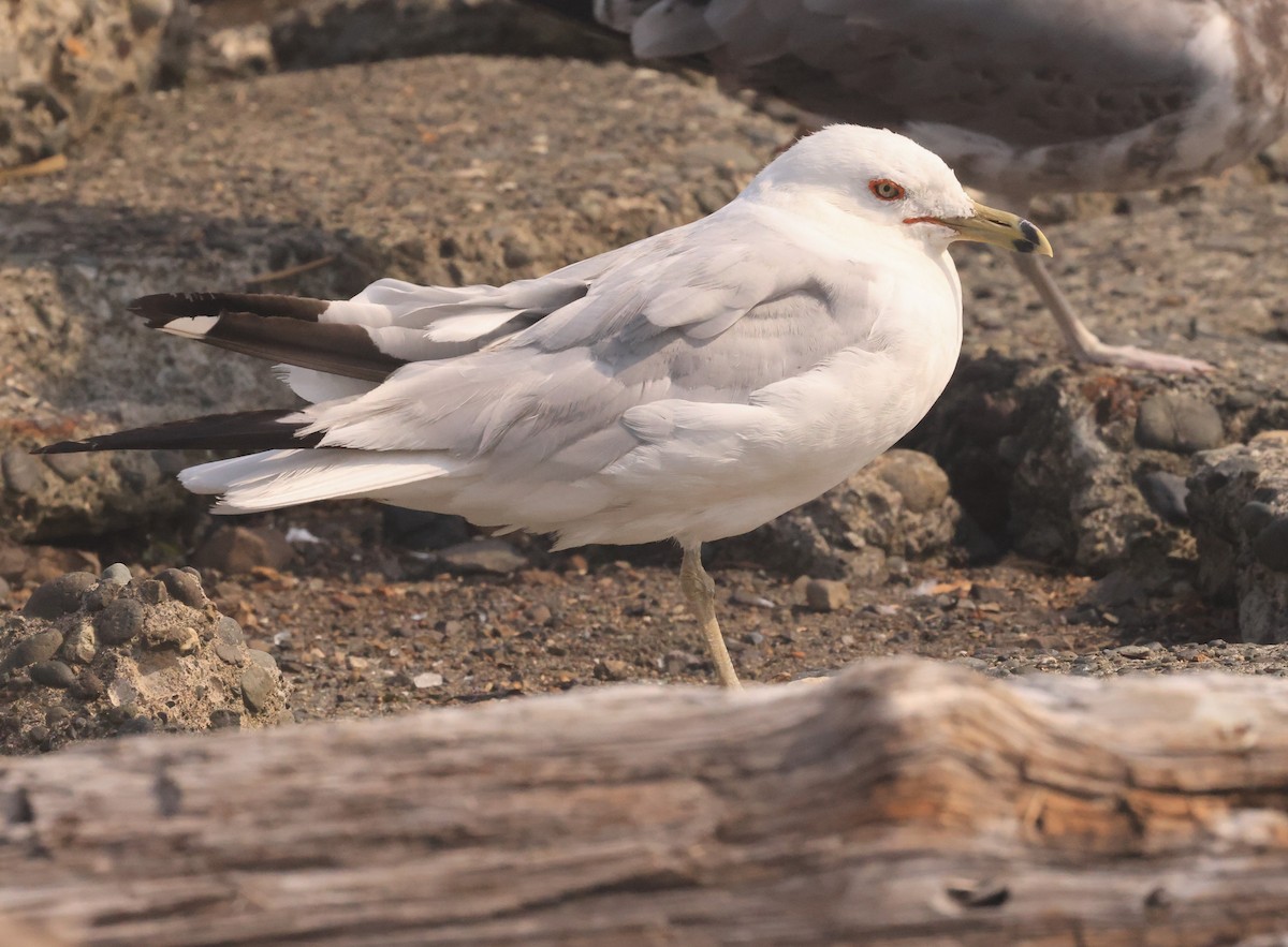 Delawareko kaioa - ML601238071