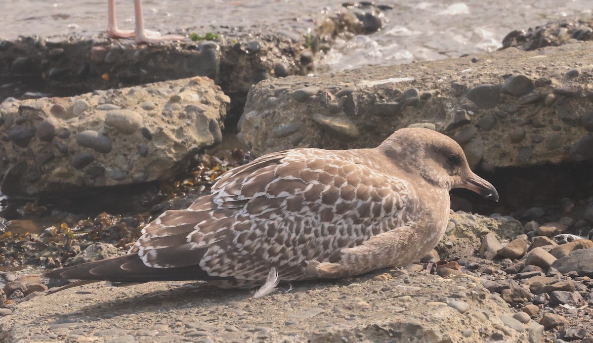 Kaio kaliforniarra - ML601238161