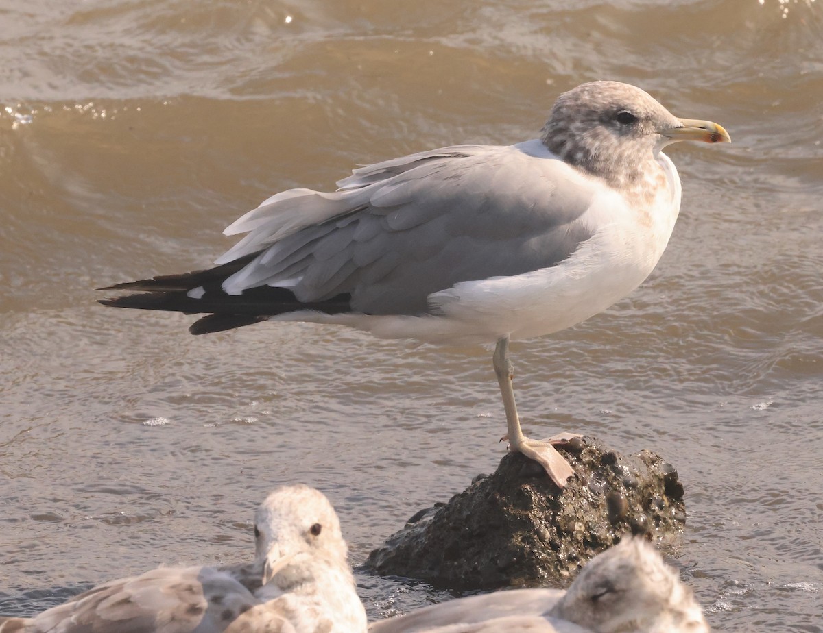 Kaio kaliforniarra - ML601238171