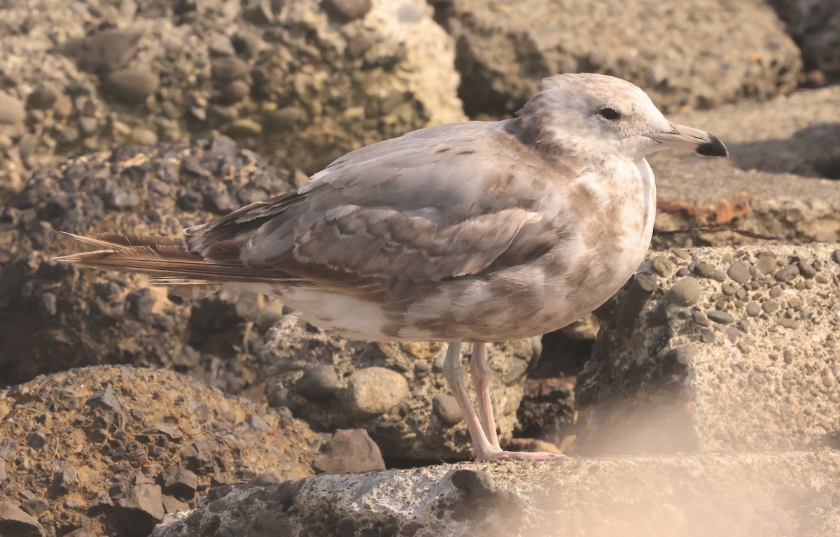 Kaio kaliforniarra - ML601238181