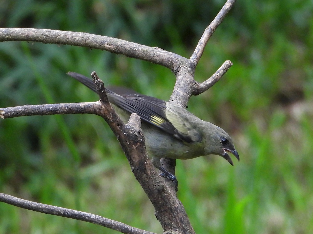 Yellow-winged Tanager - ML601238621