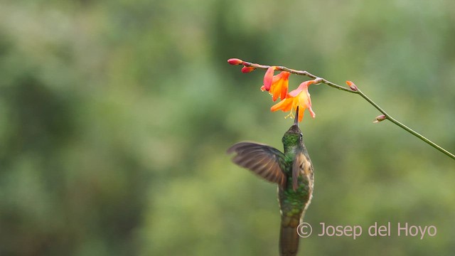 kolibřík žlutoocasý - ML601238811