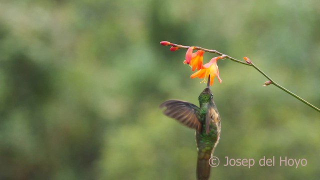 Buff-tailed Coronet - ML601238811