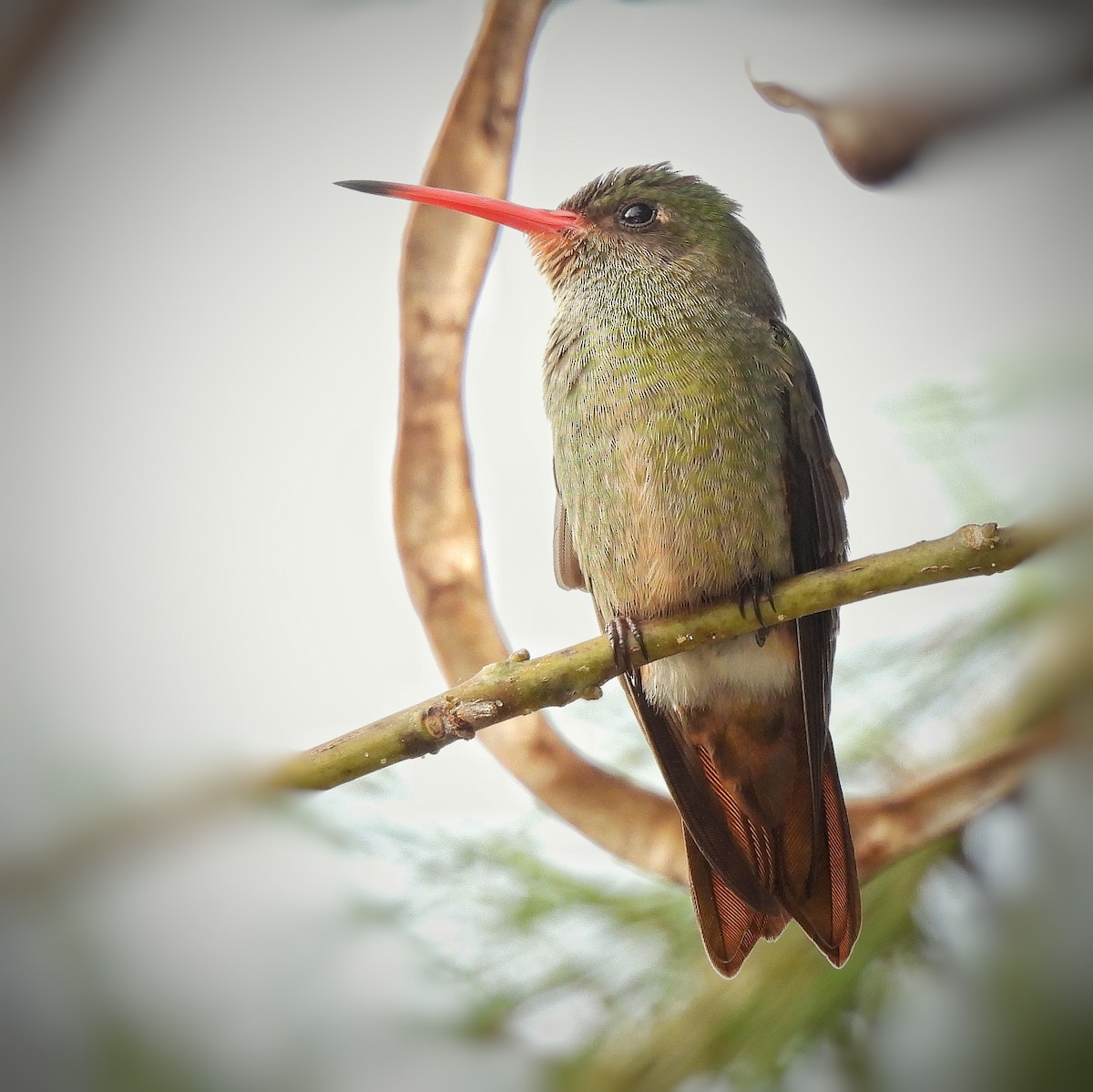 Gilded Hummingbird - ML601239231