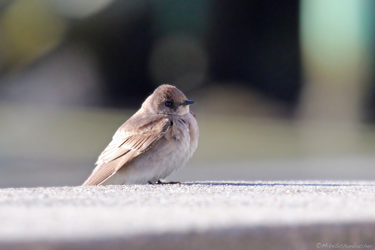 Northern Rough-winged Swallow - Mike Schanbacher