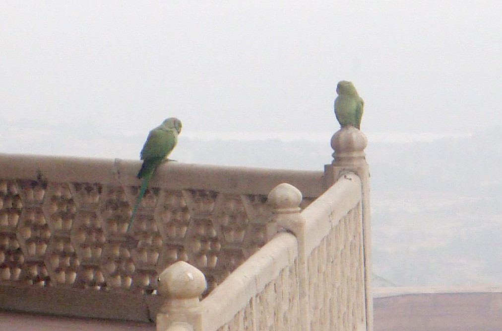 Rose-ringed Parakeet - Bill Rankin