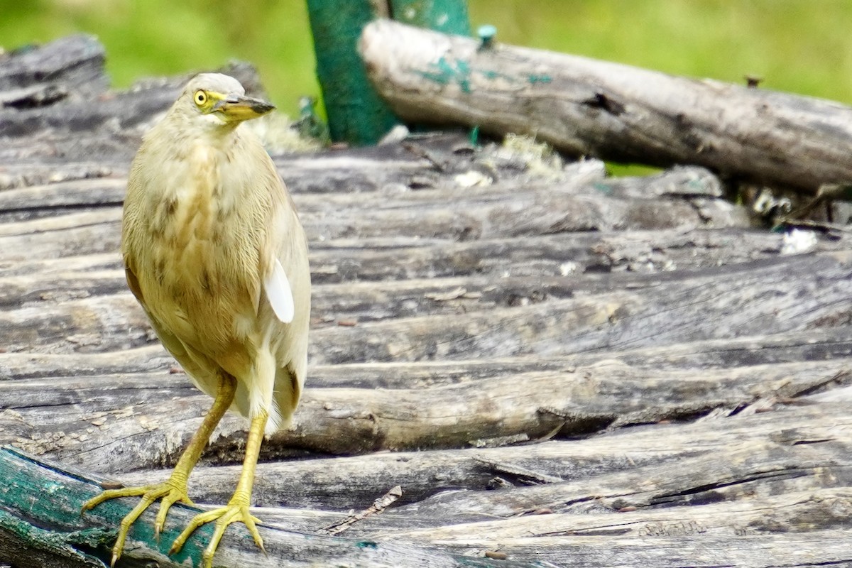 Indian Pond-Heron - ML601241441