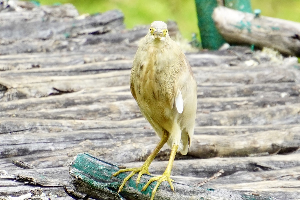 Indian Pond-Heron - ML601241461