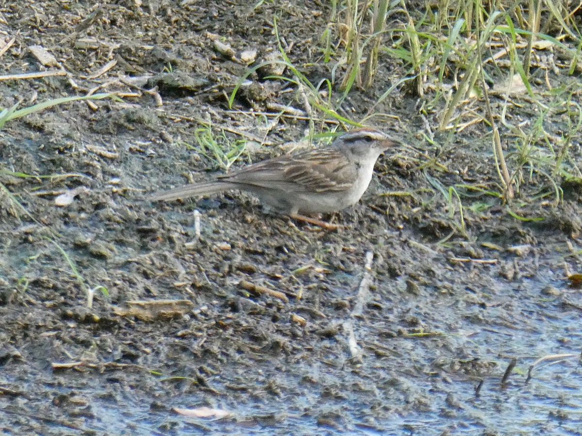 Chipping Sparrow - ML601241861