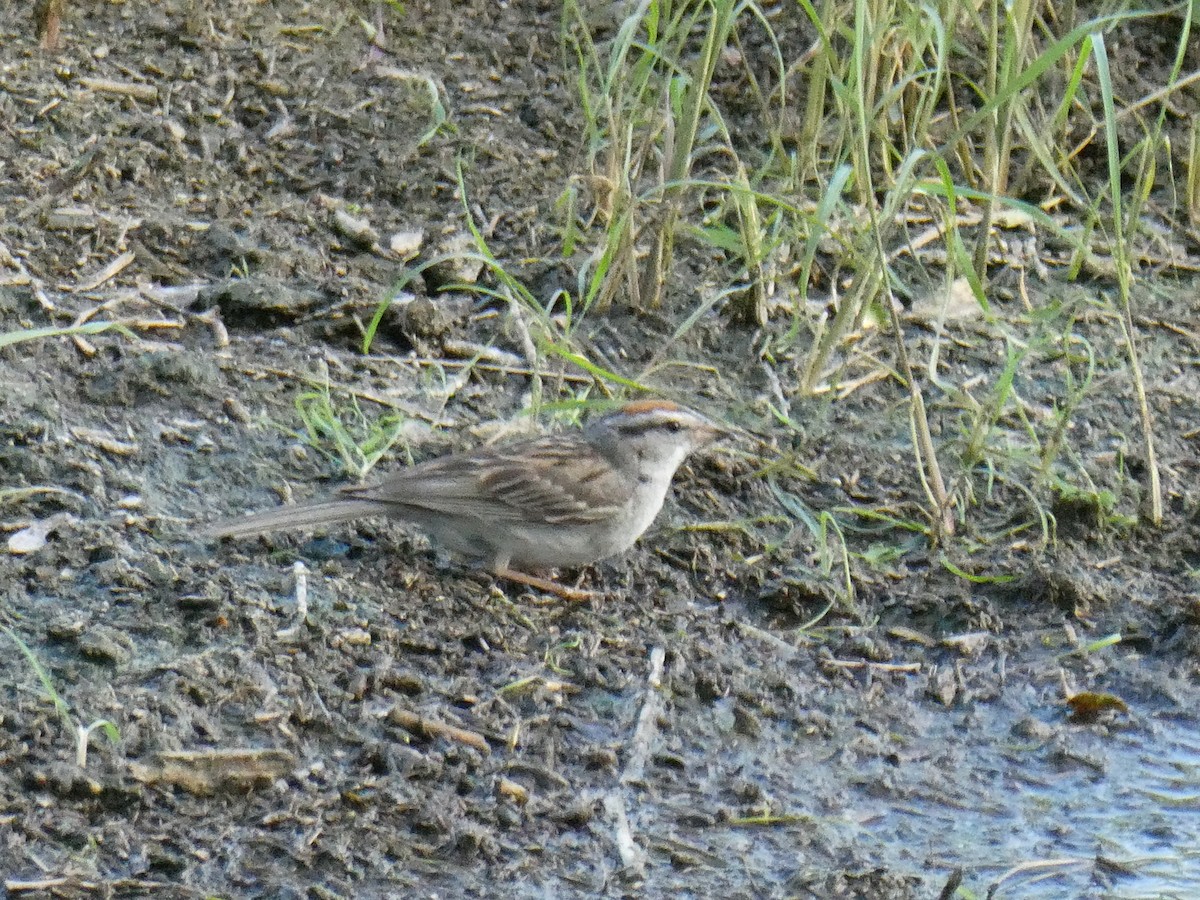 Chipping Sparrow - ML601241881