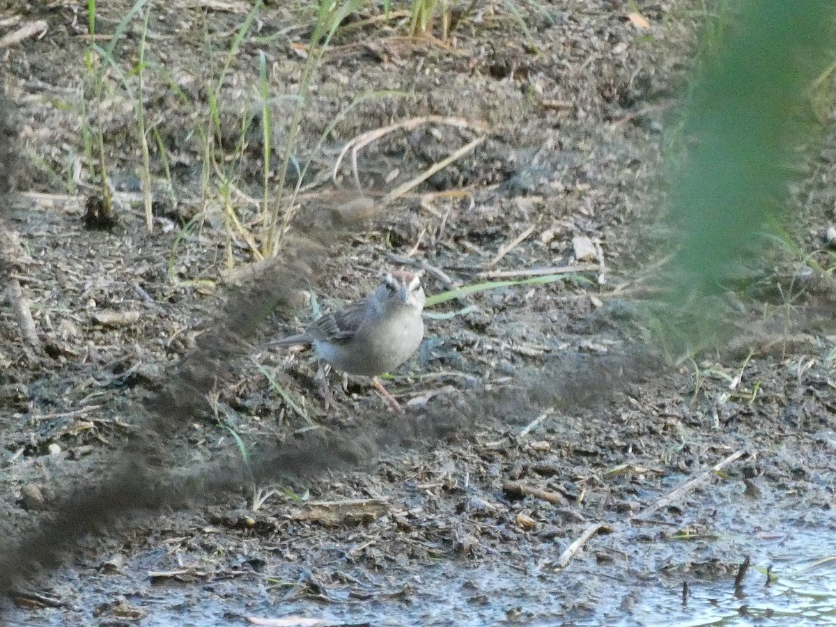 Chipping Sparrow - J Joseph