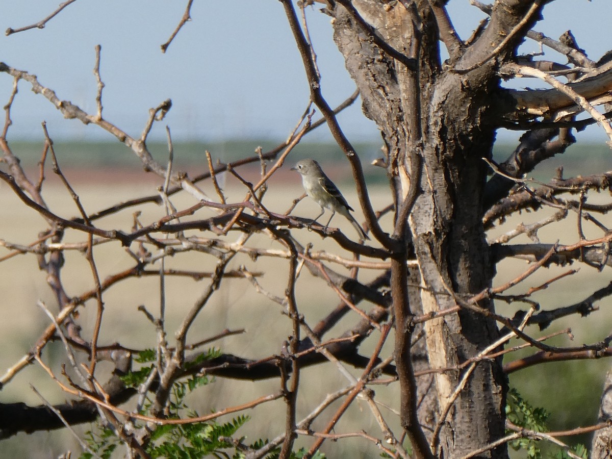 Gray Flycatcher - J Joseph