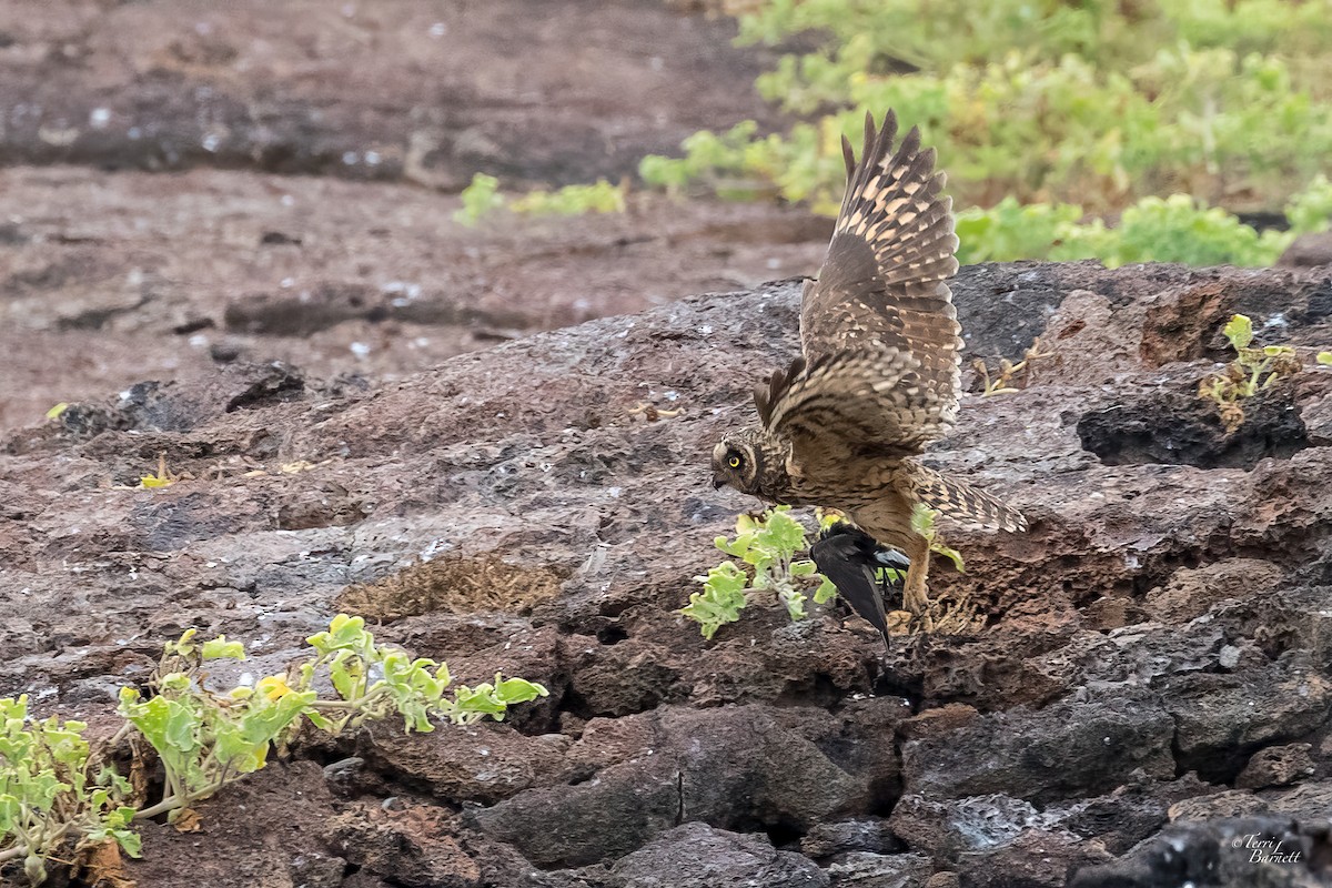 Short-eared Owl (Galapagos) - Terri Barnett