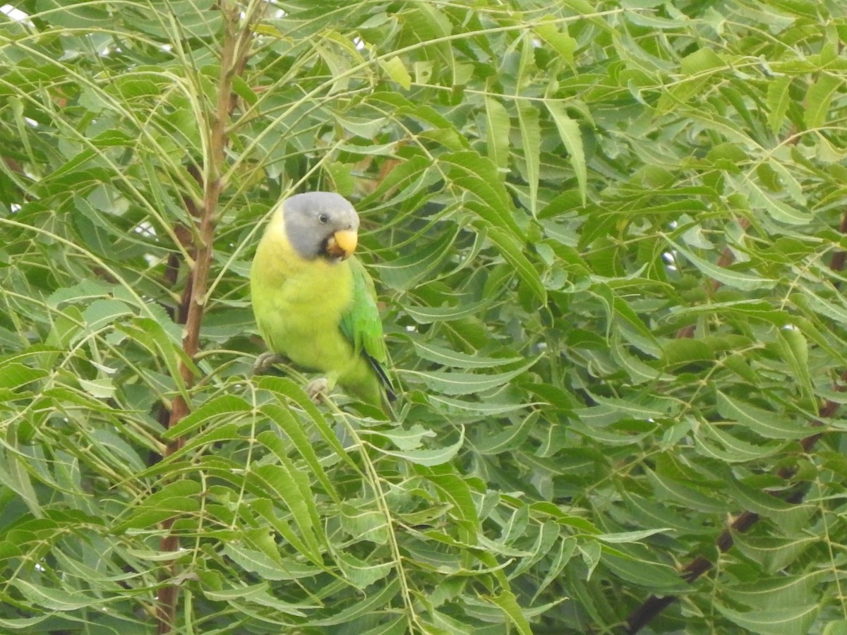 Plum-headed Parakeet - Satpuda Nature Conservation Society Chopda