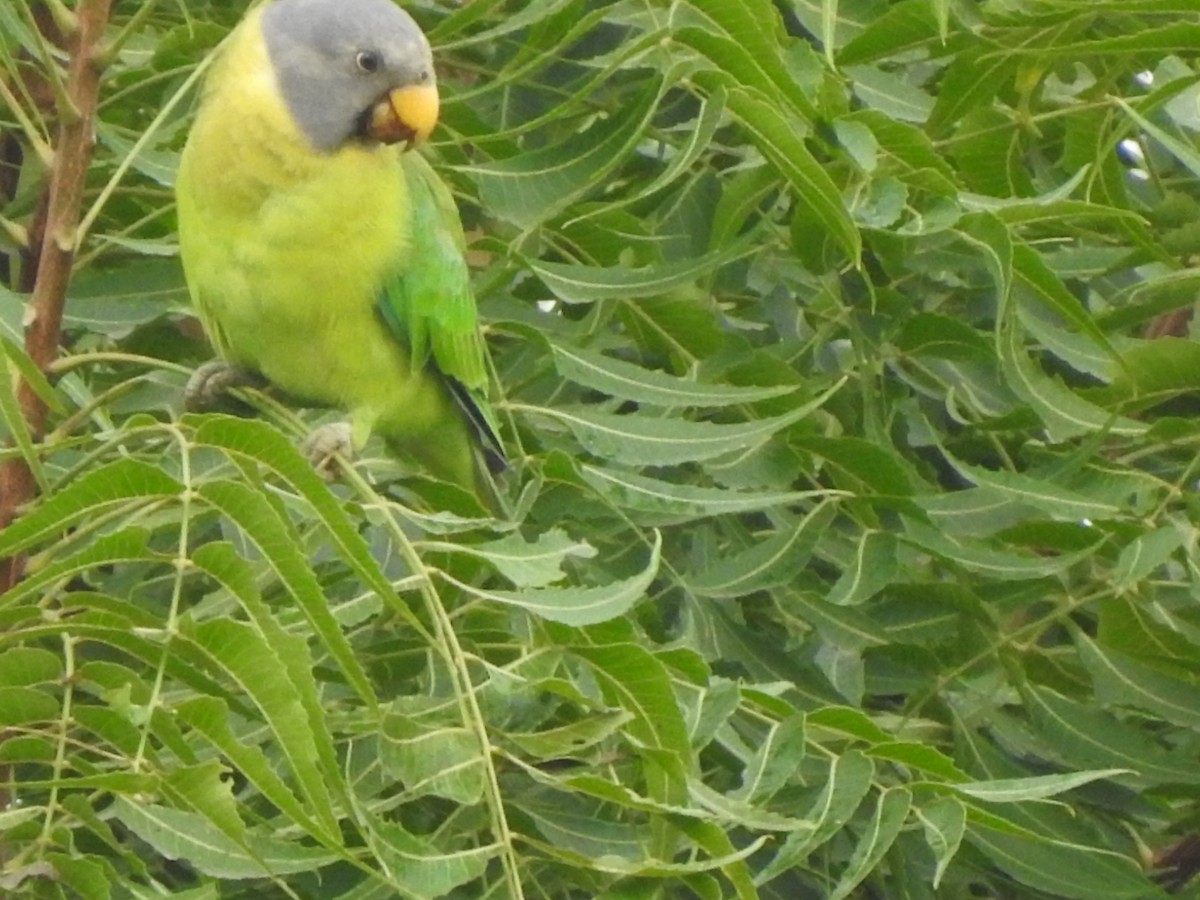 Plum-headed Parakeet - Satpuda Nature Conservation Society Chopda