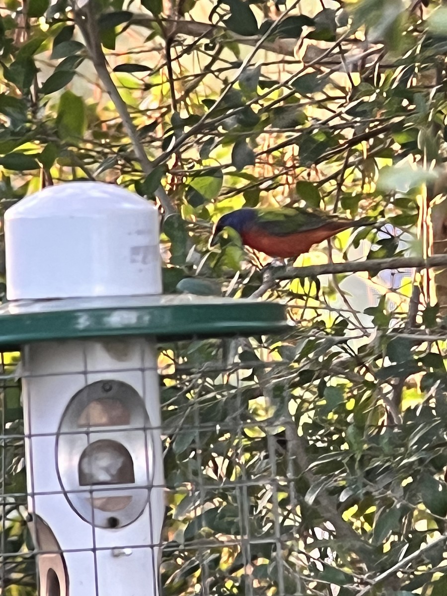Painted Bunting - ML601242991