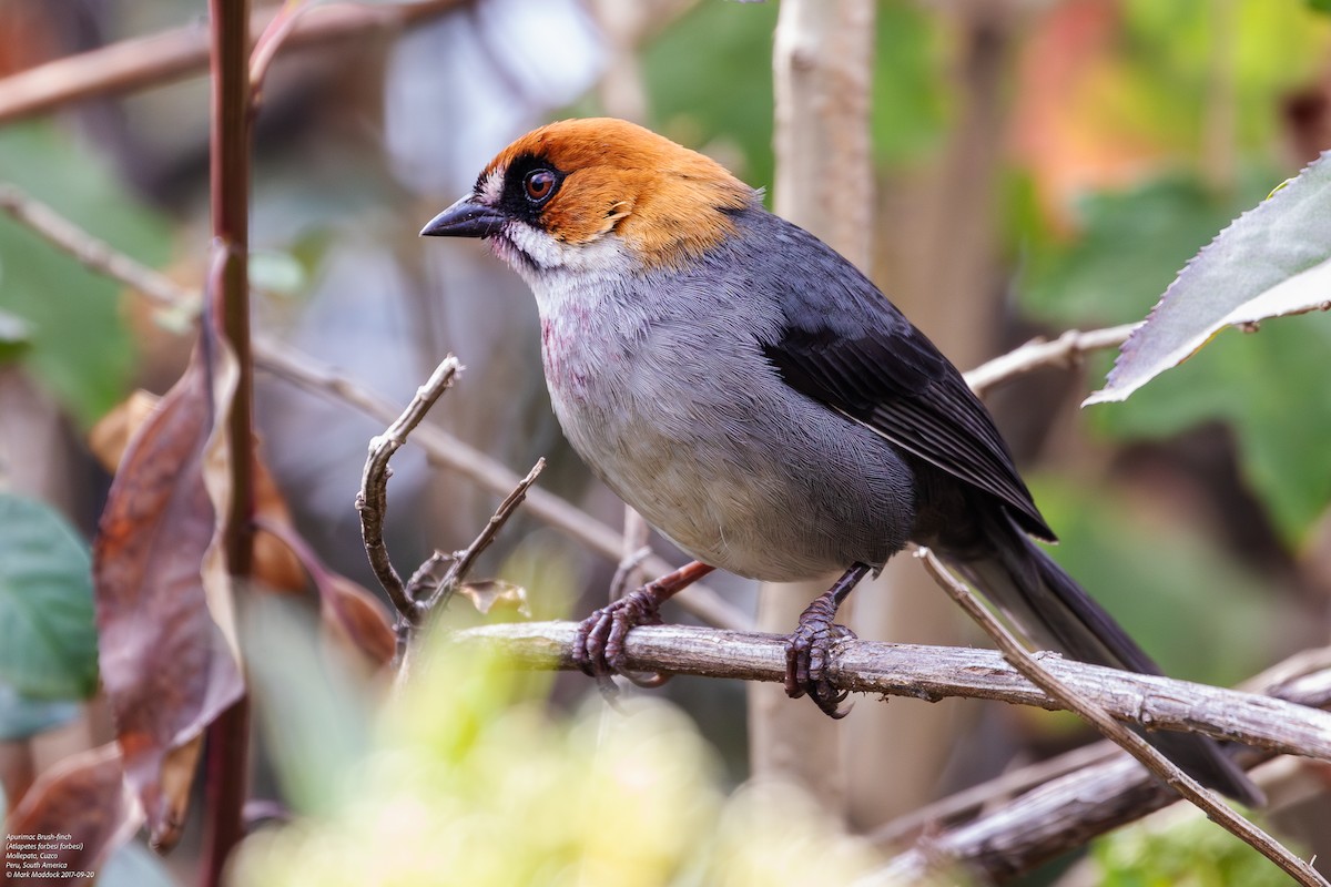 Apurimac Brushfinch - Mark Maddock