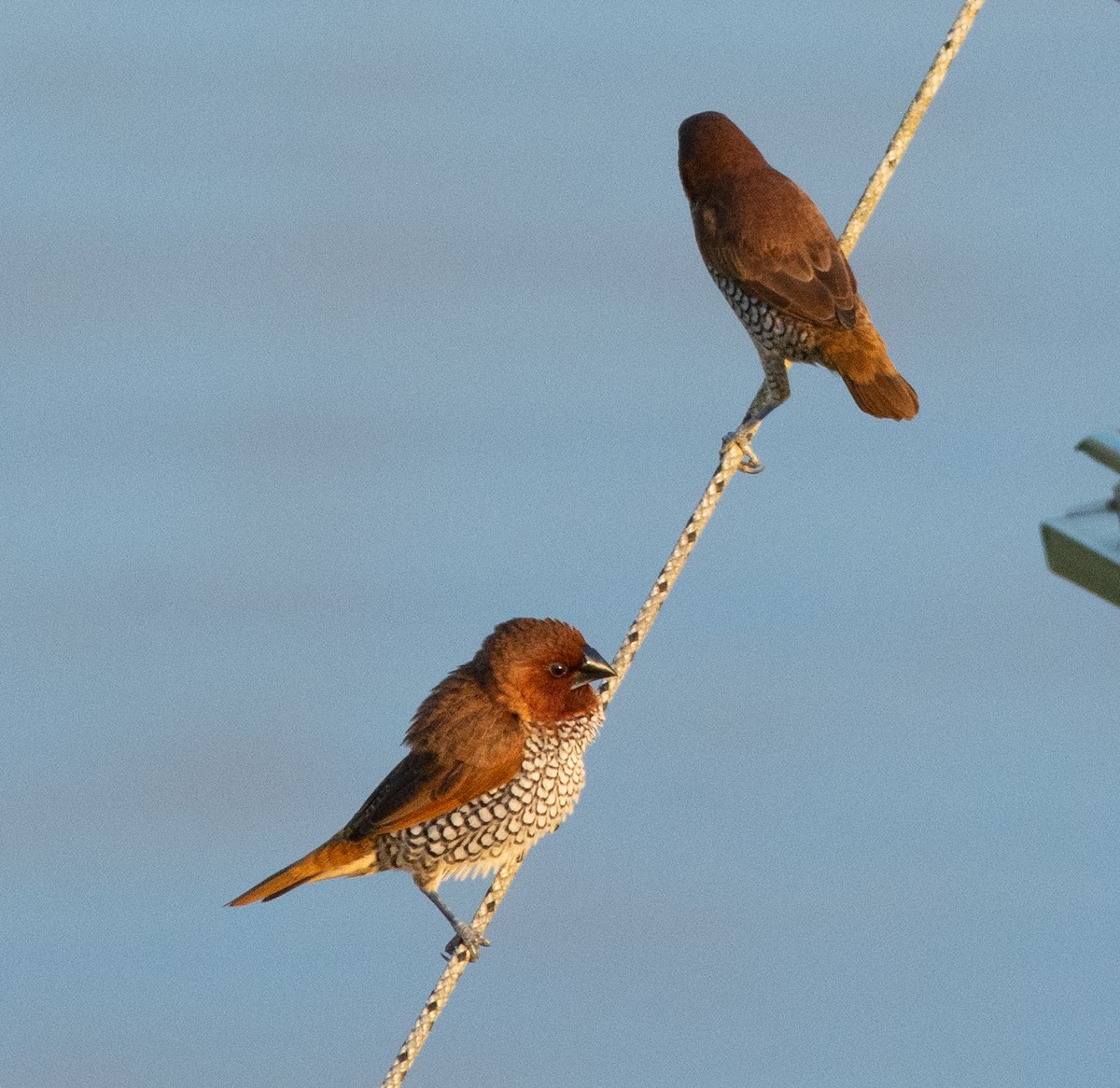 Scaly-breasted Munia - ML601243461