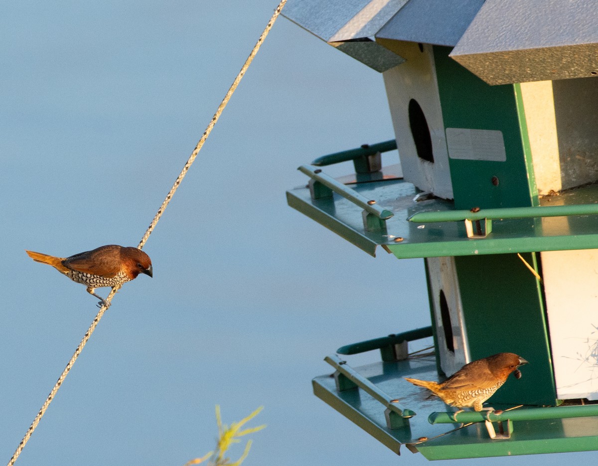 Scaly-breasted Munia - ML601243471