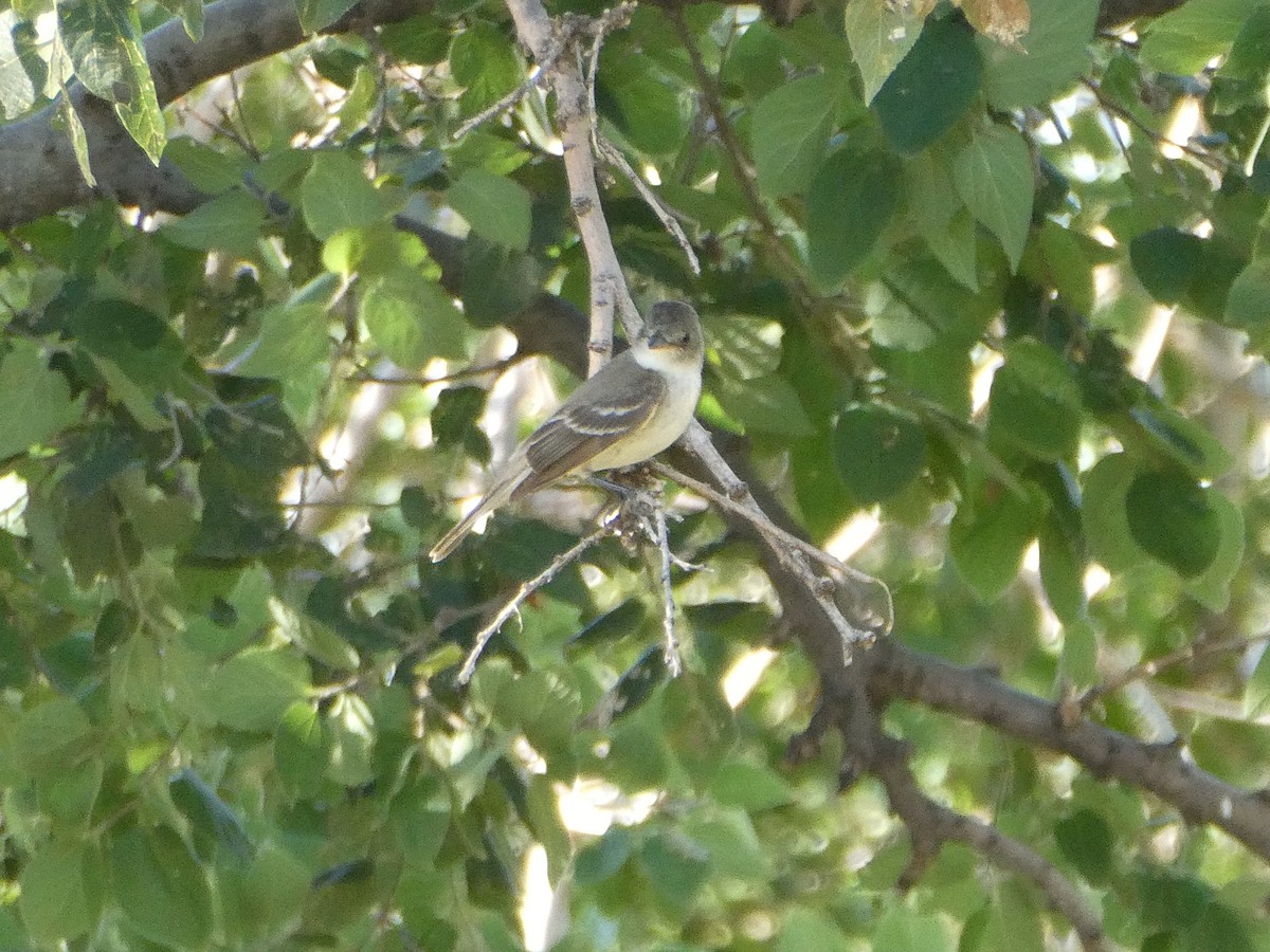 Willow Flycatcher - ML601243541